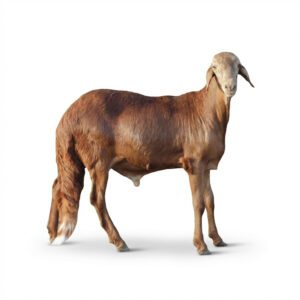 خروف سواكني