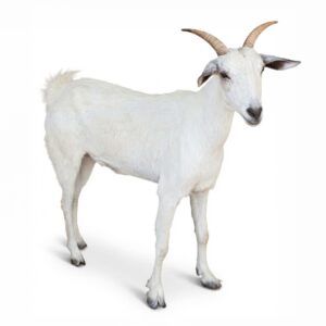 ماعز إفريقي