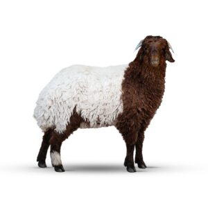 naimi-sheep